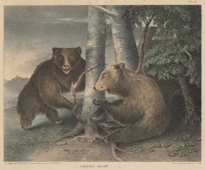 Osos grizzly, grabado por Thomas Doughty, del gabinete de historia natural y deportes rurales americanos de Doughty, 1830 de J. R. Peale